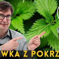 Jak zrobić nalewkę z pokrzywy – prosty przepis na zdrowy napój