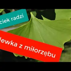 Nalewka z miłorzębu jak zrobić - prosty przepis i cenne wskazówki
