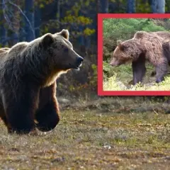 Czy na Babiej Górze są niedźwiedzie? Bezpieczeństwo i porady dla turystów