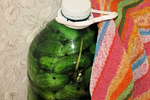 Jak kisić ogórki w beczce plastikowej - proste kroki, które musisz znać